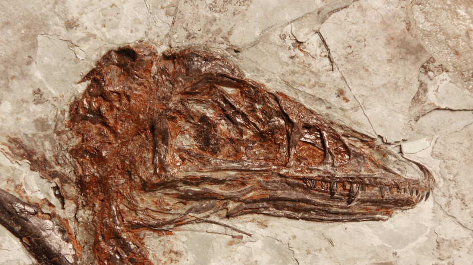 Met&agrave; rettile e met&agrave; uccello, la pelle svela un dinosauro ibrido