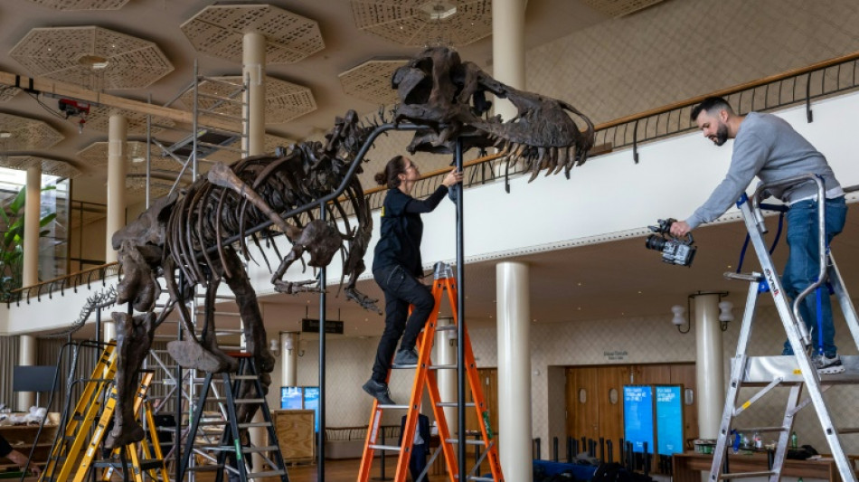 Una fundaci&oacute;n compra el esqueleto de un T-Rex y lo exhibir&aacute; en B&eacute;lgica