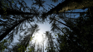 N&uuml;tzlich f&uuml;r Forstwirtschaft: Holzwespen-Schlupfwespe ist Insekt des Jahres 2025