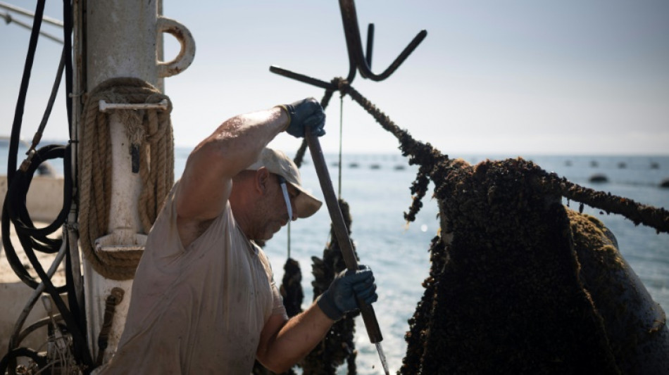 Bulgarian mussel farmers face risk, and chance, in hotter sea