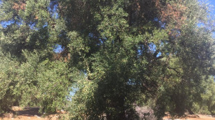 La scienza salver&agrave; l'ulivo dalla Xylella e il riso di Baraggia