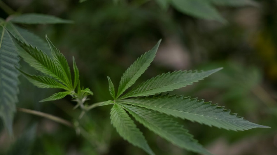 Urkundenf&auml;lschung bringt Mindener Polizei zu Cannabisplantage