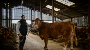 Oupette, beaut&eacute; limousine, prend ses quartiers au Salon de l'agriculture