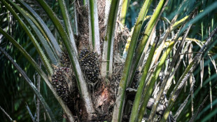 En Malaisie, l'am&egrave;re r&eacute;colte des producteurs d'huile de palme confront&eacute;s &agrave; une p&eacute;nurie de main-d'&oelig;uvre