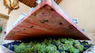 Entre intemp&eacute;ries et surplus, le vin bio r&eacute;siste