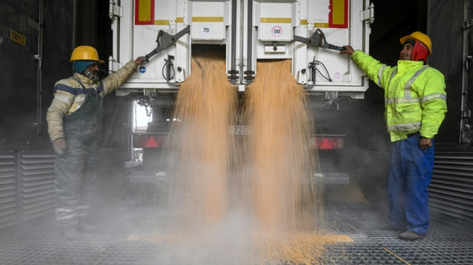 Mann auf Bauernhof in Baden-W&uuml;rttemberg unter Mais begraben und gestorben