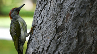Gutachten: Deutschland muss mehr f&uuml;r Naturschutz tun