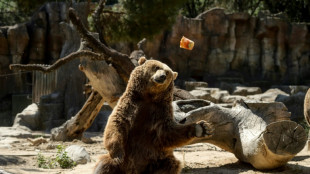 Un oso muere atropellado por un autom&oacute;vil en Espa&ntilde;a 