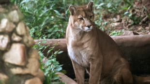 Un santuario en Sao Paulo rescata pumas acechados por la urbanización