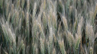 B&auml;tzing wirft Putin Strategie des Aushungerns anderer L&auml;nder vor