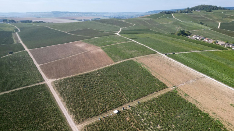 Francia condena a tres personas por la trata de seres humanos en los vi&ntilde;edos de Champa&ntilde;a