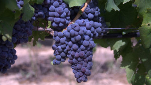 Scatta vendemmia in anticipo per caldo, attesi 45 mln ettolitri