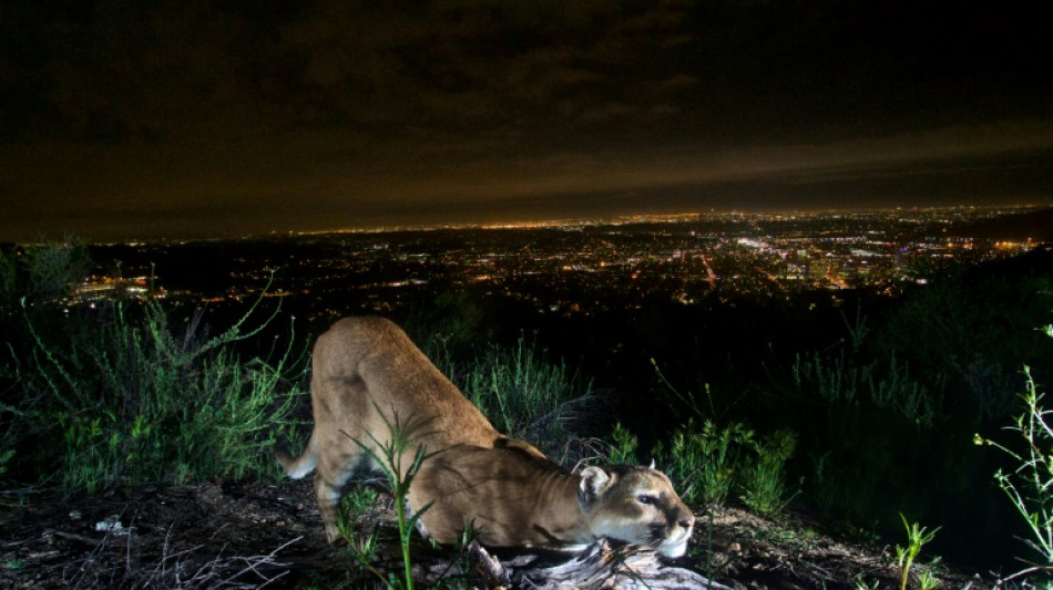 Los pumas de Los &Aacute;ngeles amenazados por incendios forestales cada vez m&aacute;s frecuentes