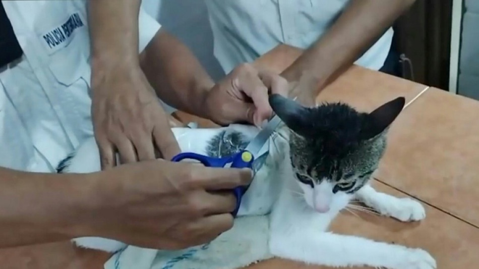 Costa Rica prison guards catch drug-smuggling purr-petrator