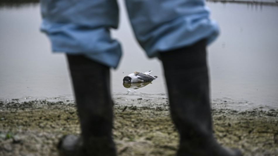 La transmission de la grippe aviaire H5N1 &agrave; l'homme "est une &eacute;norme inqui&eacute;tude" (OMS)