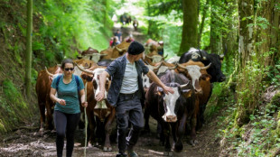 La pratique ancestrale de la transhumance rena&icirc;t dans les Vosges