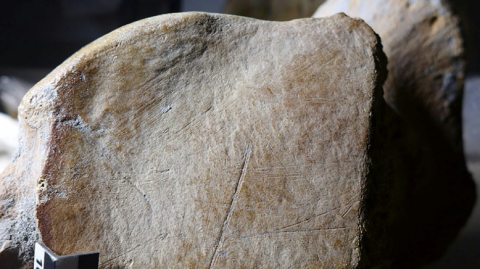 Los neandertales eran capaces de cazar enormes elefantes, se&ntilde;ala estudio