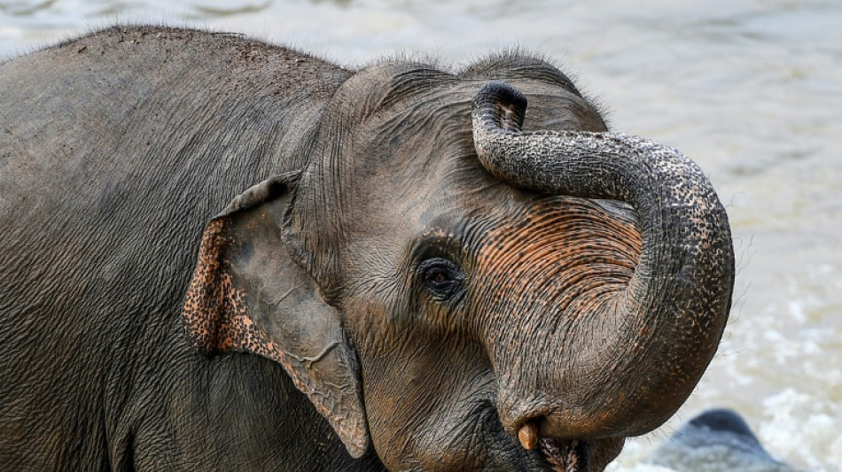 Linksr&uuml;ssler und Rechtsr&uuml;ssler unter Elefanten: Forscher finden m&ouml;gliche Ursache