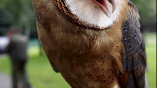 Il barbagianni pi&ugrave; piccolo e di colore diverso per il clima