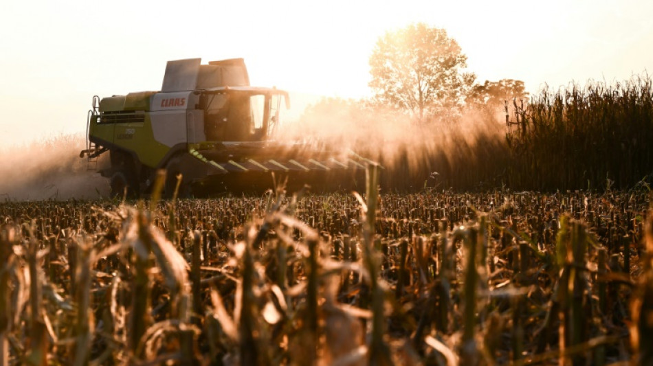EUA revisa para baixo produ&ccedil;&atilde;o mundial de milho por safra menor no Brasil