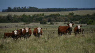 Sheinbaum critica intenci&oacute;n de EEUU de restringir ingreso de ganado mexicano