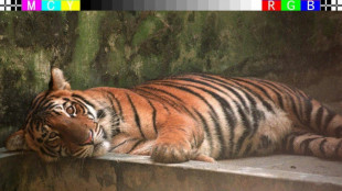 La fauna salvaje v&iacute;ctima de productos qu&iacute;micos imperecederos (estudio)