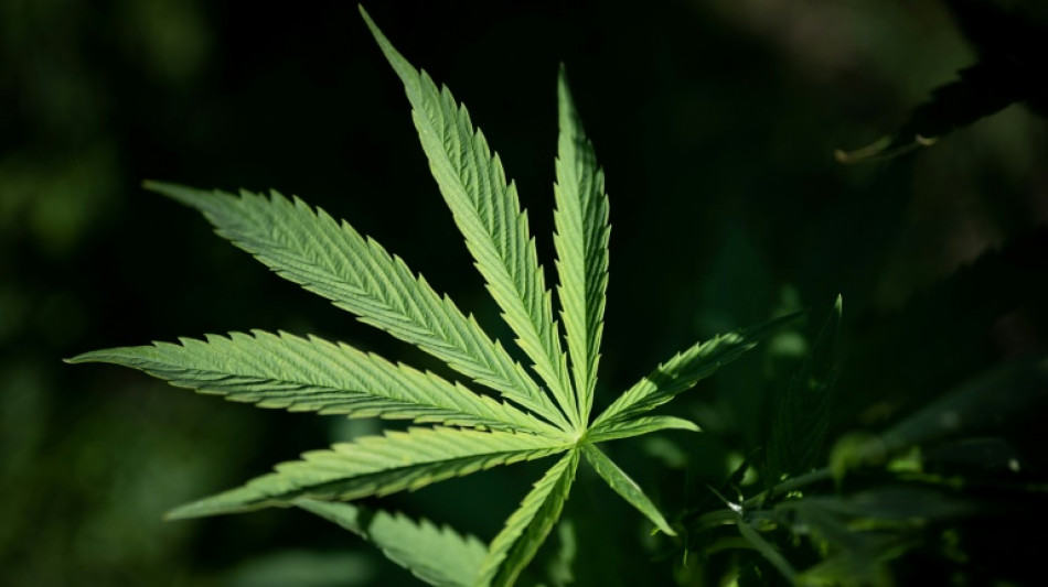 M&aacute;s de mil espa&ntilde;oles denuncian por estafa a sociedad que ofrec&iacute;a invertir en cannabis