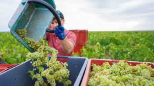 En Champagne, le d&eacute;fi des vendanges ultra-pr&eacute;coces cette ann&eacute;e