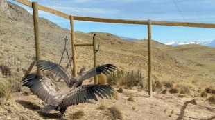 C&oacute;ndores recobran nueva vida salvaje en reserva  natural de la Patagonia de Chile