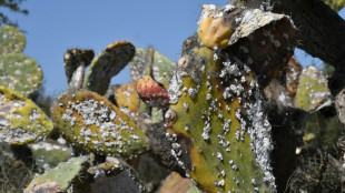 En Afrique du Nord, les pr&eacute;cieuses figues de barbarie d&eacute;cim&eacute;es par un insecte