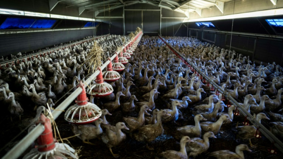 Grippe aviaire: le niveau de risque redescend d'"&eacute;lev&eacute;" &agrave; "mod&eacute;r&eacute;" en France