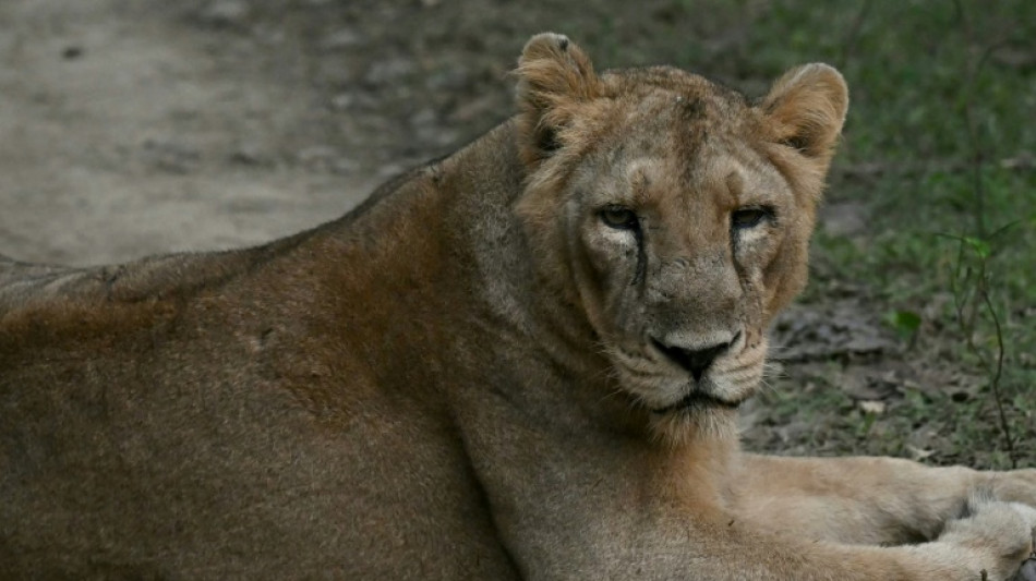 El lento renacer de los leones asiáticos en India