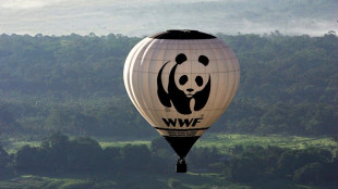 Bericht: "Massive" Finanzl&uuml;cken beim WWF - Entlassungen geplant  