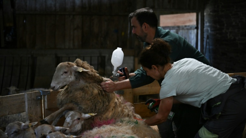 En Bretagne, la vaccination bat son plein contre la fièvre catarrhale ovine