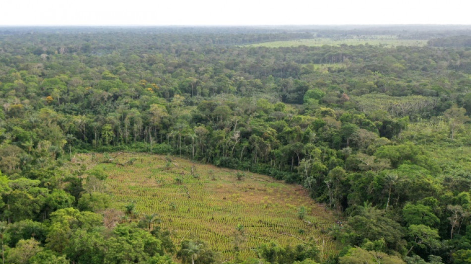 Floresta amaz&ocirc;nica se torna 'ref&eacute;m' dos guerrilheiros em negocia&ccedil;&otilde;es na Col&ocirc;mbia