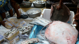 Los peces tambi&eacute;n son buenos en matem&aacute;ticas