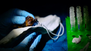 Dans la for&ecirc;t du Mexique, des scientifiques traquent les futures &eacute;pid&eacute;mies