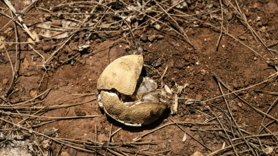 Quand la Sicile frapp&eacute;e par la s&eacute;cheresse jette l'eau de pluie &agrave; la mer