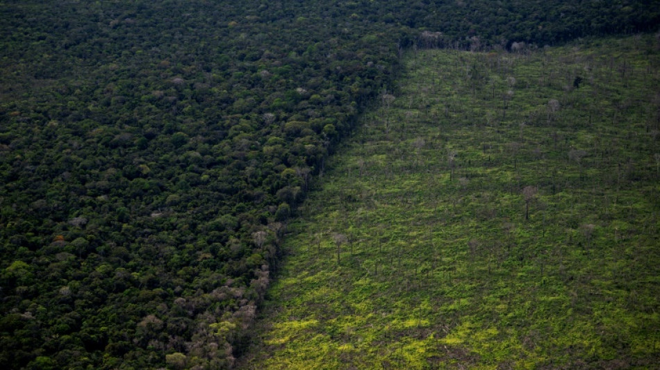 D&eacute;forestation : les eurod&eacute;put&eacute;s durcissent le texte pour verdir les importations de l'UE