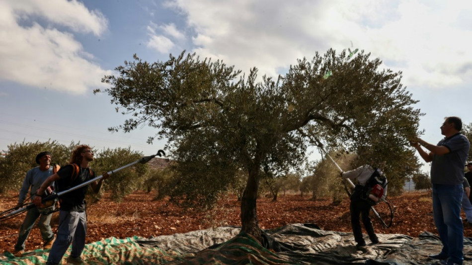 A Gaza et en Cisjordanie, une r&eacute;colte des olives dans la peur de la guerre et des colons