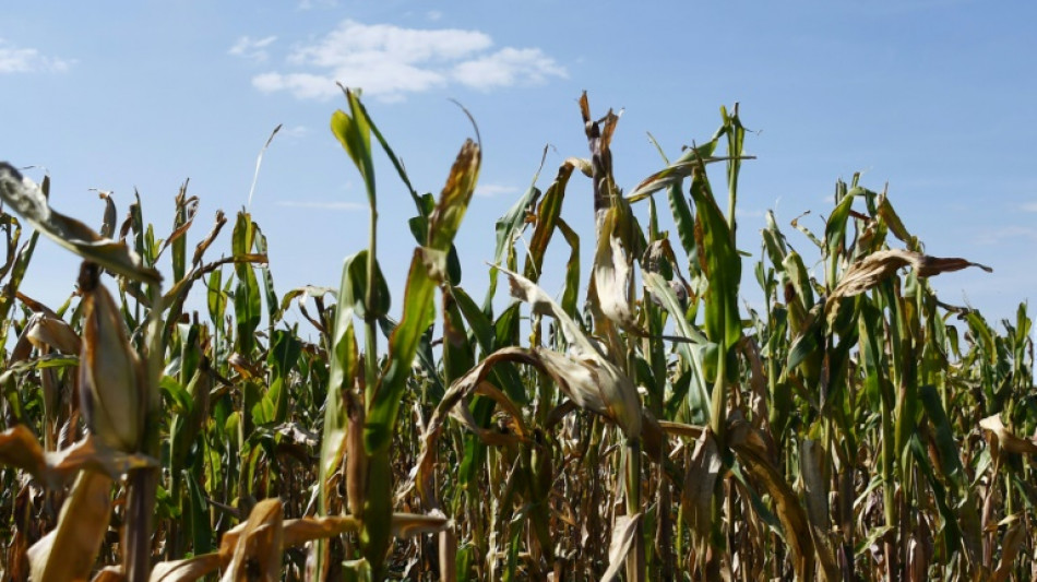 Au Br&eacute;sil, r&eacute;colte de ma&iuml;s record et envol&eacute;e des exportations