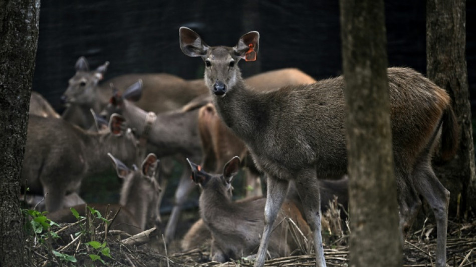 En Thaïlande, des proies lâchées dans la jungle pour sauver les tigres
