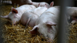 Un foyer de peste porcine africaine dans un &eacute;levage en Allemagne, pr&egrave;s de la fronti&egrave;re fran&ccedil;aise