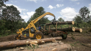 Kenya court blocks lifting of logging ban