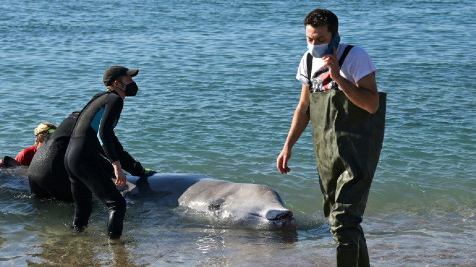 Gr&egrave;ce: une jeune baleine bless&eacute;e retrouve la mer
