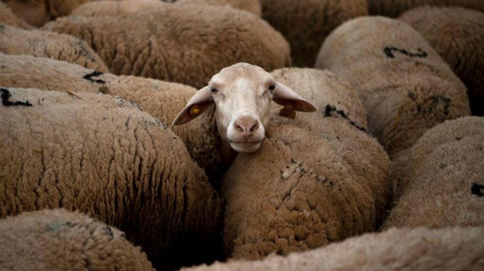 En Espagne, une &eacute;cole pour former les "bergers du XXI&egrave;me si&egrave;cle"
