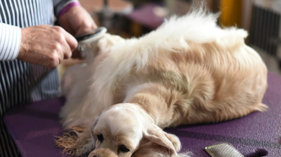 35-J&auml;hriger soll verstorbenen Hund in Schweriner Park verbrannt haben