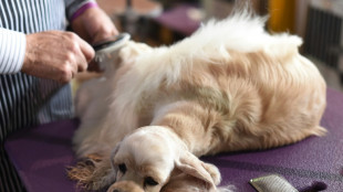 35-J&auml;hriger soll verstorbenen Hund in Schweriner Park verbrannt haben