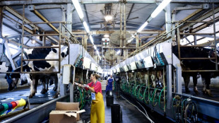 Volunt&aacute;rios israelenses substituem trabalhadores agr&iacute;colas mortos ou sequestrados pelo Hamas