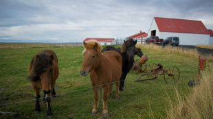 El desangrado de yeguas en Islandia, una pr&aacute;ctica fustigada por los defensores de animales